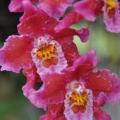  Orchids